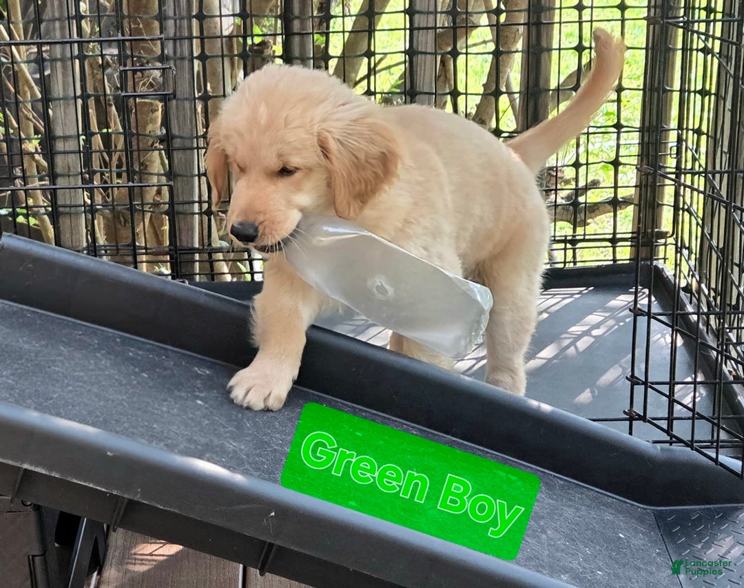 Golden Retriever dogs for sale: Mr. Green 💚 - Image 5