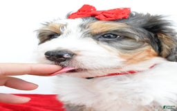 Mini Bernedoodle dogs for sale: Mini Bernedoodle 5 puppies - Image 9