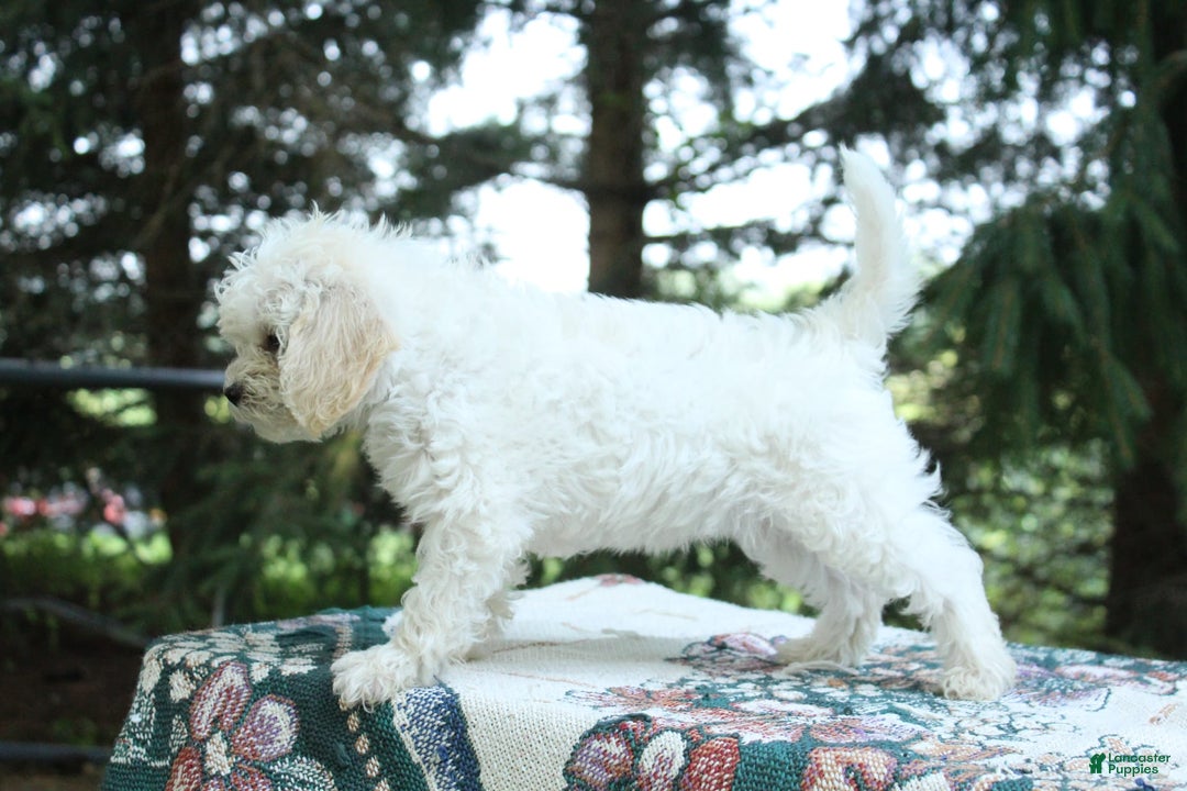 Miniature Poodle dogs for sale: Keisha - Image 2