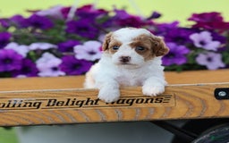 Toy Poodle dogs for sale: Sweetie - Image 1
