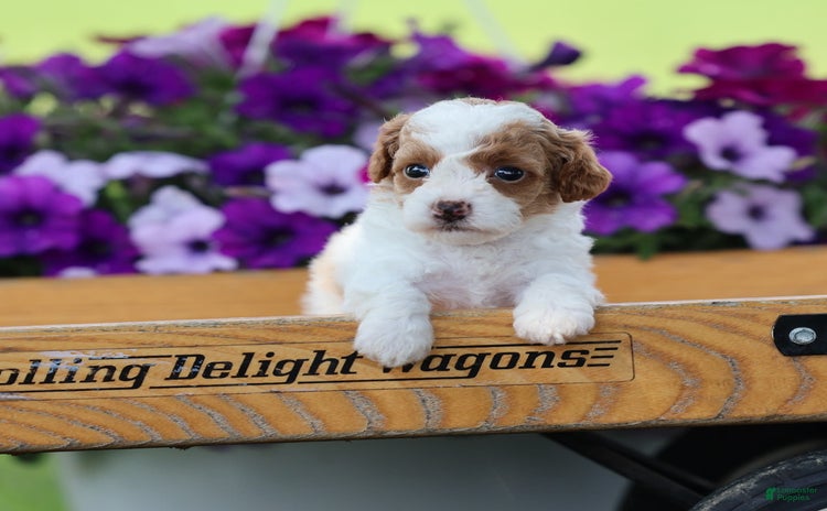 Toy Poodle dogs for sale - Ad 1