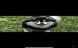 Pomsky dogs for sale: Ruger Iron Tate - Image 3