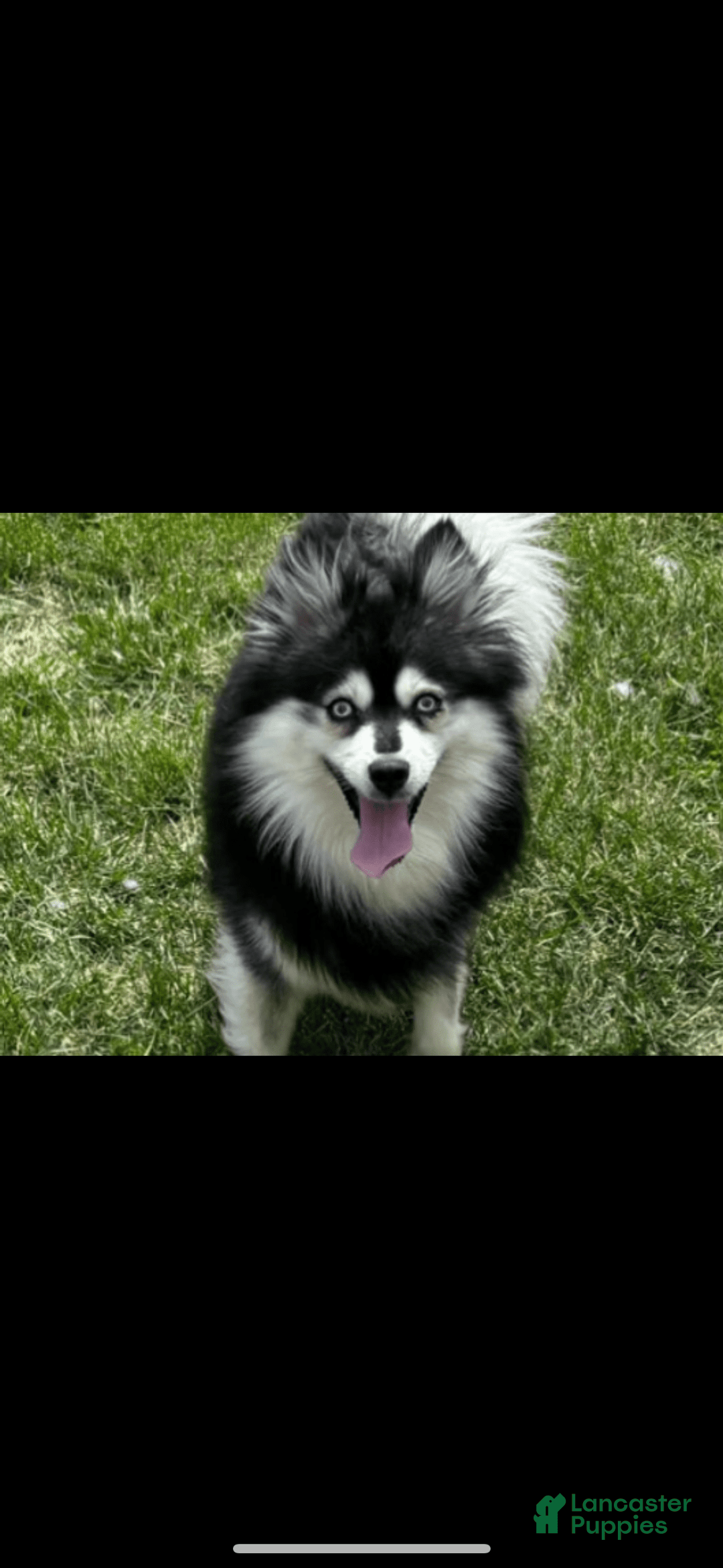 Pomsky dogs for sale: Ruger Iron Tate - Image 3