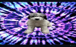 Miniature Poodle dogs for sale: George - Image 1