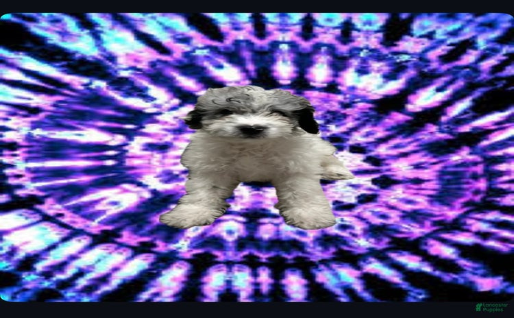 Miniature Poodle dogs for sale - Ad 5