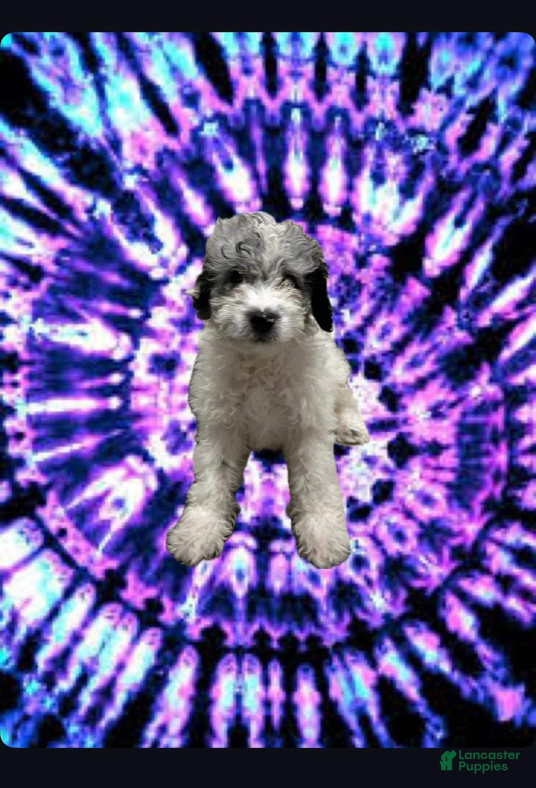 Miniature Poodle dogs for sale: George - Image 1