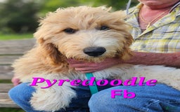 Great Pyrenees dogs for sale: Pyredoodle Fb - Image 3