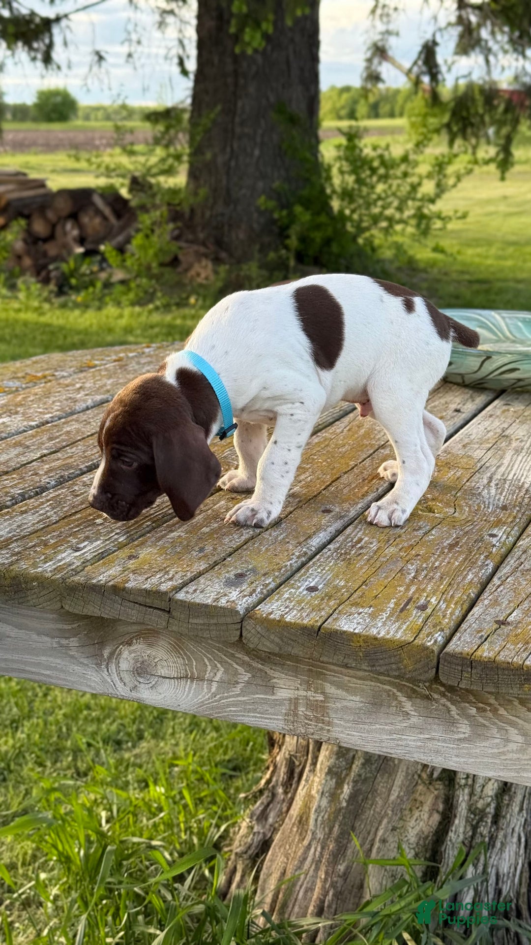 German Shorthaired Pointer dogs for sale: Teal - Image 1