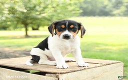 Beagle dogs for sale: Leo - Image 2