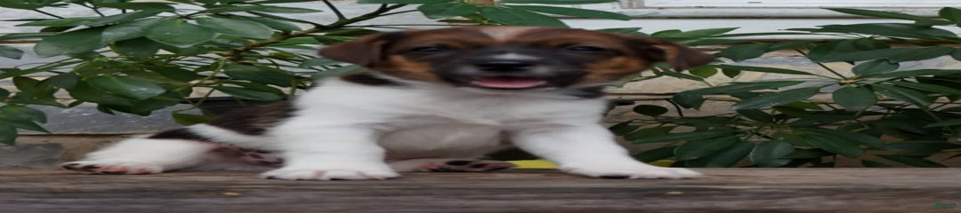 Sparky
