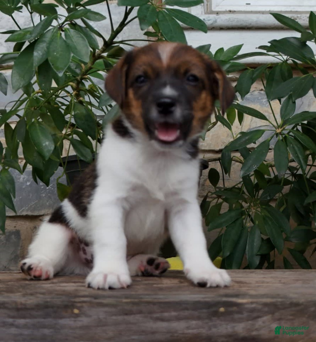 Jack Russell Terrier dogs for sale: Sparky - Image 5