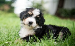 Bernedoodle dogs for sale: Bubbles - Image 1