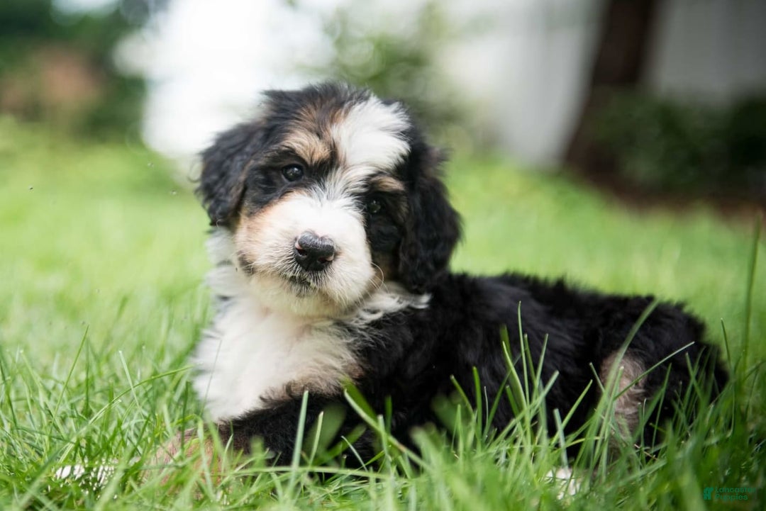 Bernedoodle dogs for sale: Bubbles - Image 1
