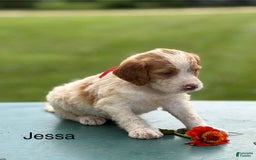 Brittany Spaniel dogs for sale: Jessa - Image 2