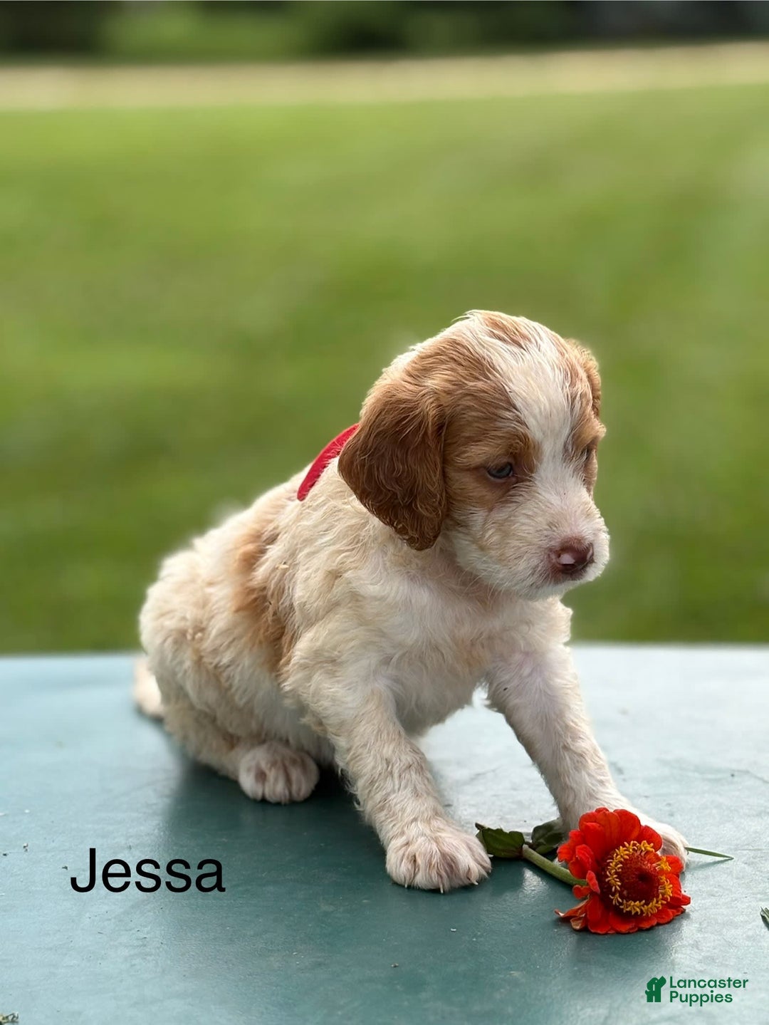 Brittany Spaniel dogs for sale: Jessa - Image 2