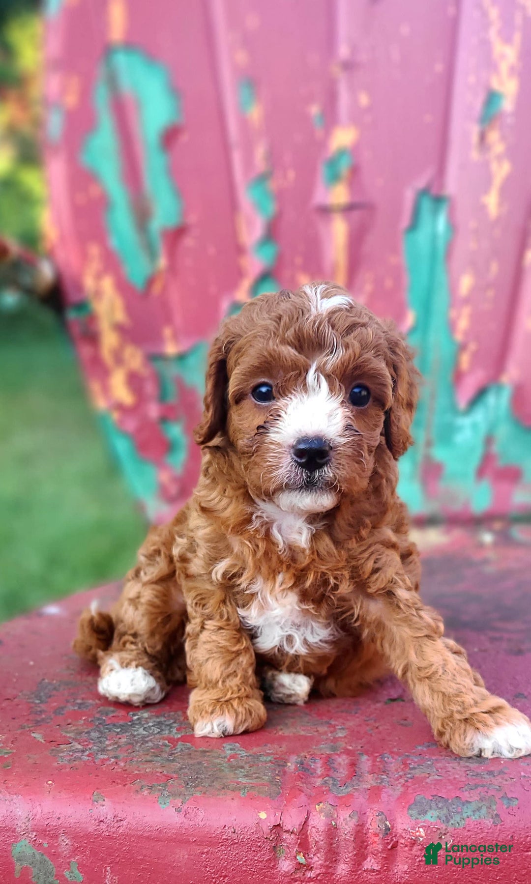 Cavapoo dogs for sale: Freedom - Image 4