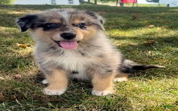 Alaskan Malamute dogs for sale: Cully - Image 1