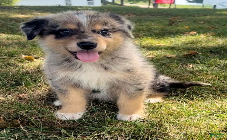 Alaskan Malamute dogs for sale - Ad 2