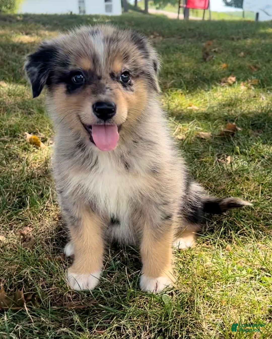 Alaskan Malamute dogs for sale: Cully - Image 1