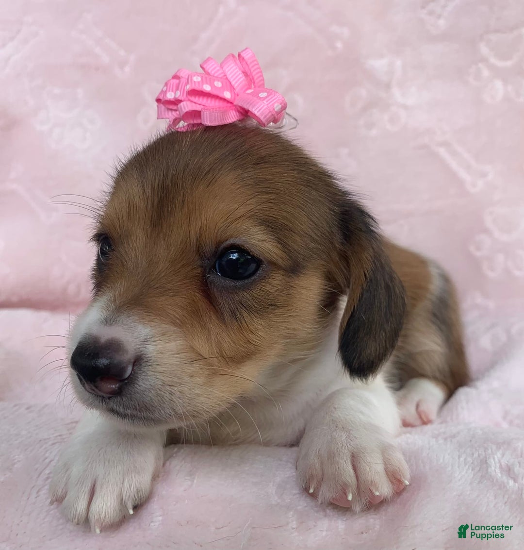 Miniature Dachshund dogs for sale: Baby Clover - Image 1