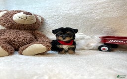 Yorkiepoo dogs for sale: Bandit - Image 5