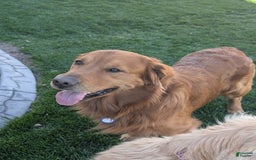 Golden Retriever dogs for sale: Red Collar - Image 6