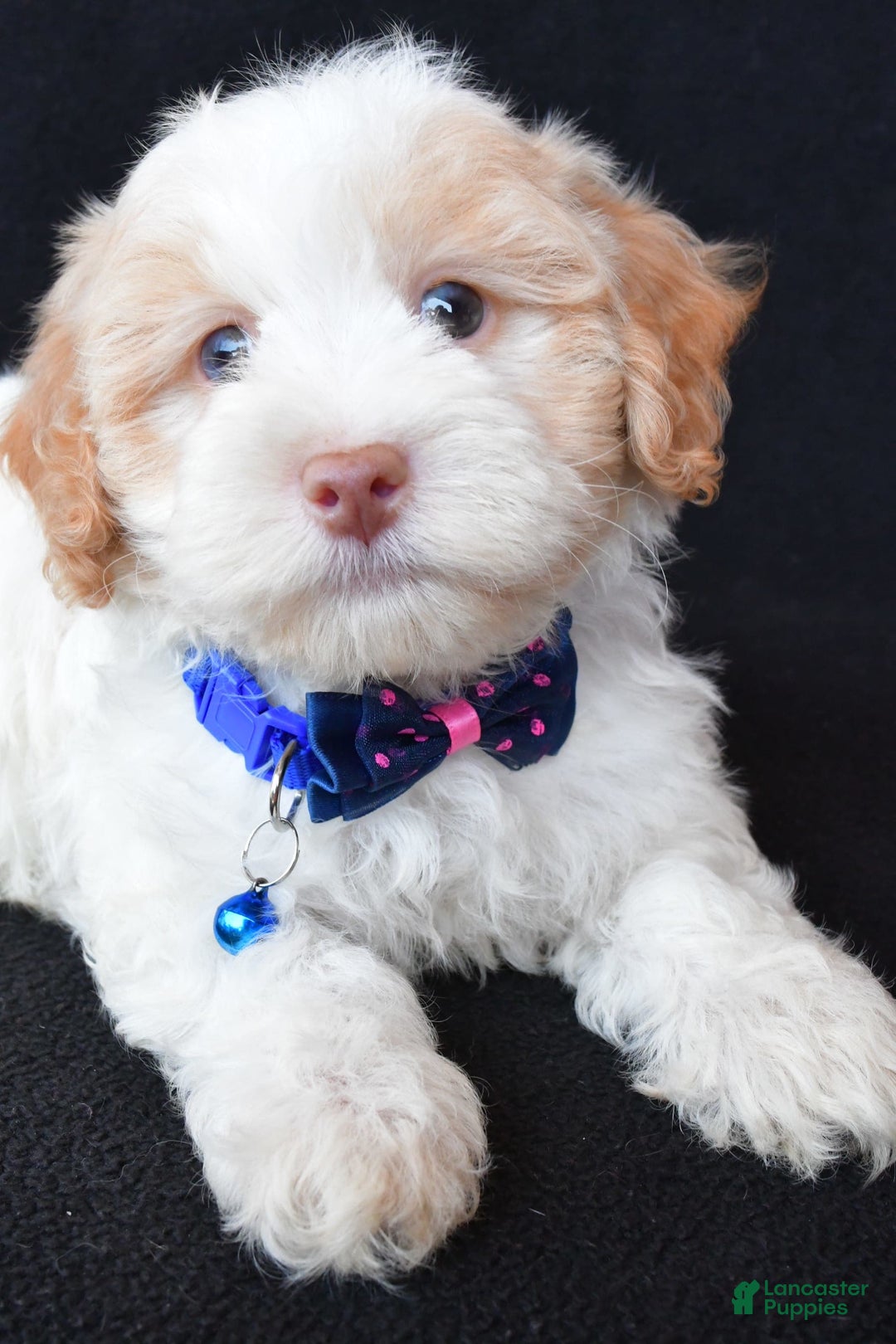 Havapoo dogs for sale: Montey - Image 4