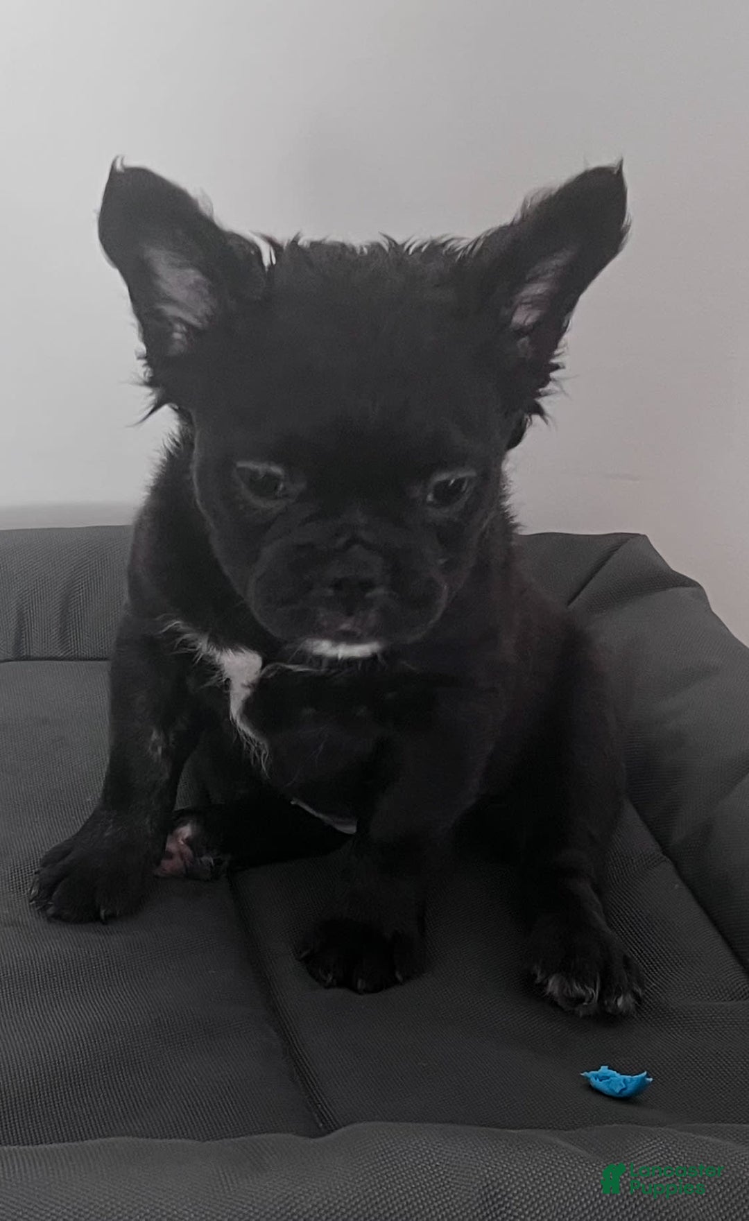 French Bulldog dogs for sale: French Bulldog 4 puppies - Image 8