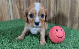 Cavalier King Charles Spaniel dogs for sale: Lucy Girl 2 - Image 1