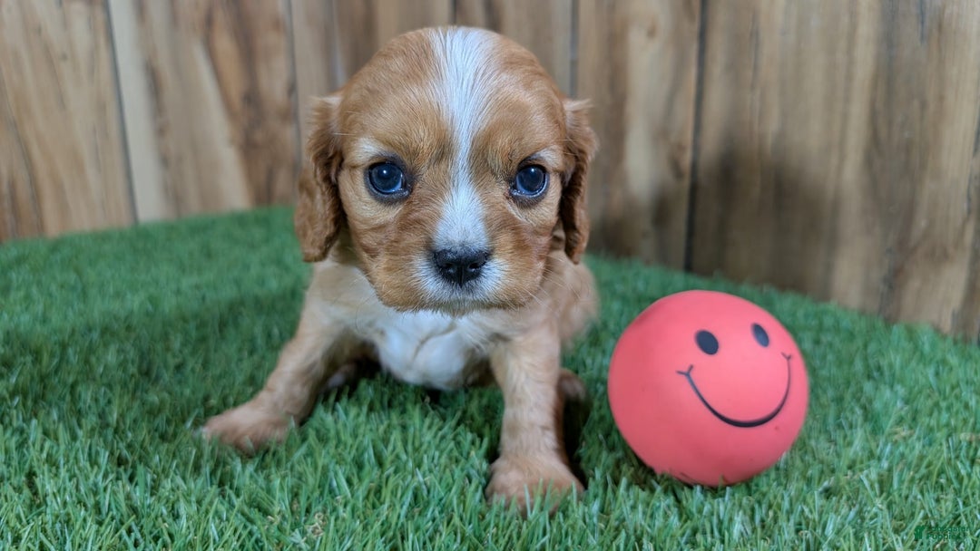 Cavalier King Charles Spaniel dogs for sale: Lucy Girl 2 - Image 1