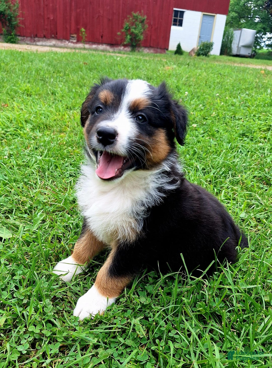 Australian Shepherd dogs for sale: Hardison - Image 4