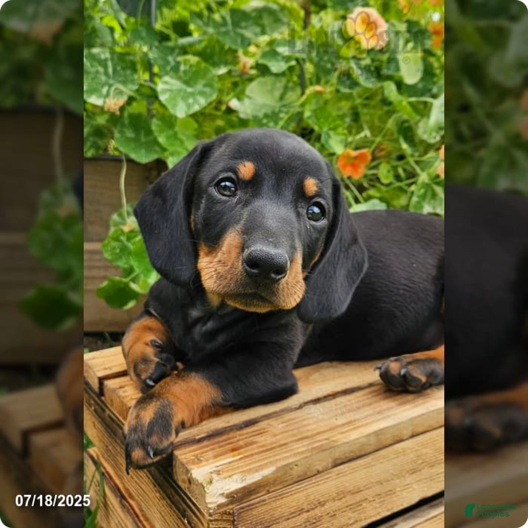Dachshund dogs for sale: Maverick - Image 1
