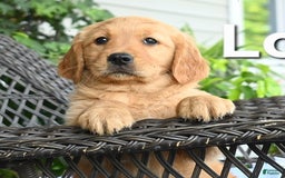 Golden Retriever dogs for sale: Lori - Image 2