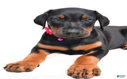 Doberman Pinscher dogs for sale: Misty - Image 2