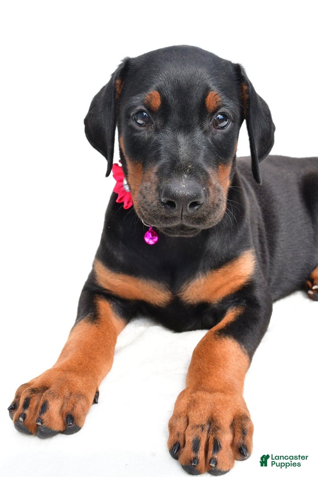 Doberman Pinscher dogs for sale: Misty - Image 2