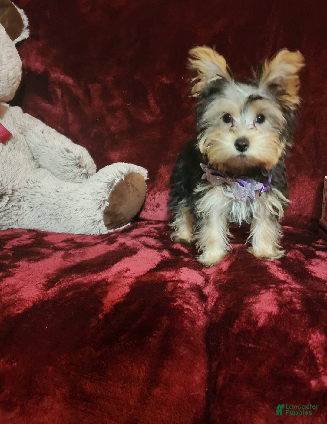 Yorkshire Terrier dogs for sale: Maui - Image 14