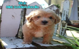 Mini Goldendoodle dogs for sale: Rick - Image 1