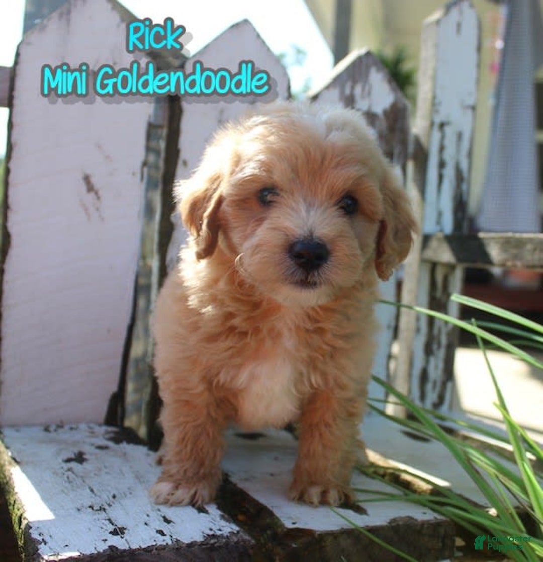 Mini Goldendoodle dogs for sale: Rick - Image 1