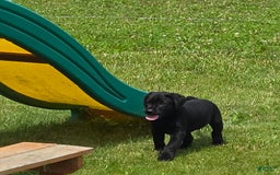 Labrador Retriever dogs for sale: Chuck - Image 10