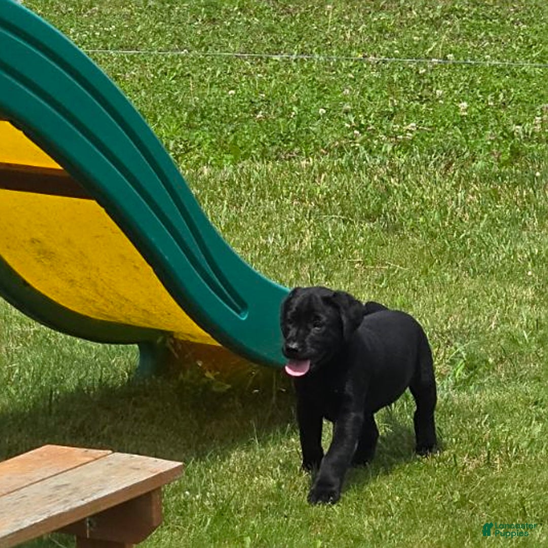 Labrador Retriever dogs for sale: Chuck - Image 10