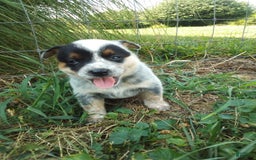 Australian Cattle Dog dogs for sale: Autumn - Image 1