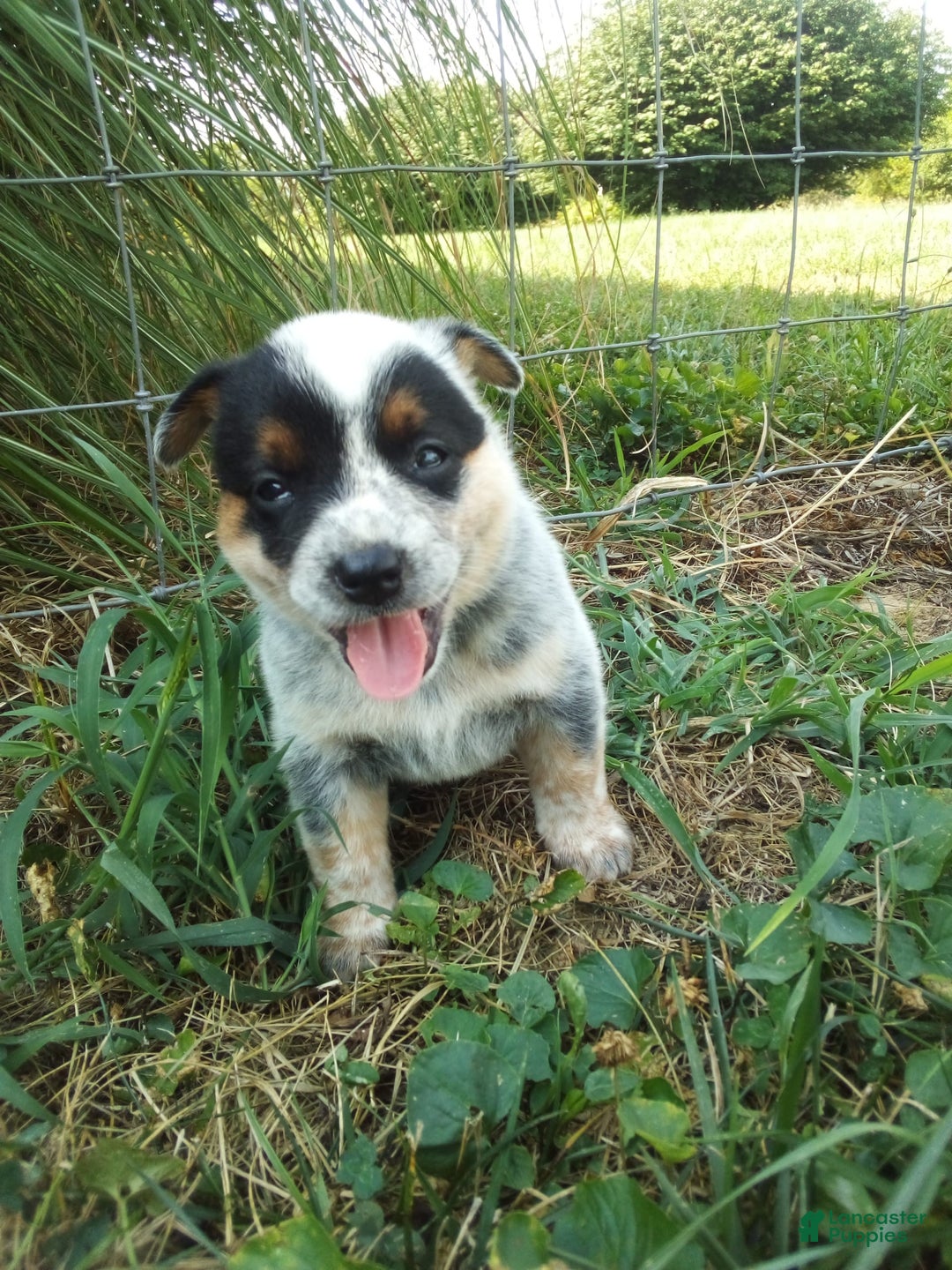 Australian Cattle Dog dogs for sale: Autumn - Image 1
