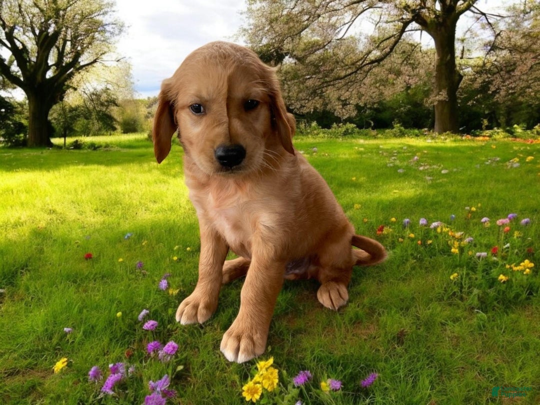 Golden Retriever dogs for sale: Rufus - Image 7