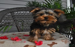 Yorkshire Terrier dogs for sale: Alice - Image 6