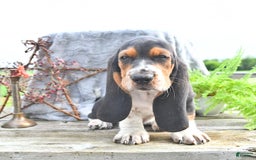 Basset Hound dogs for sale: Shannon - Image 10