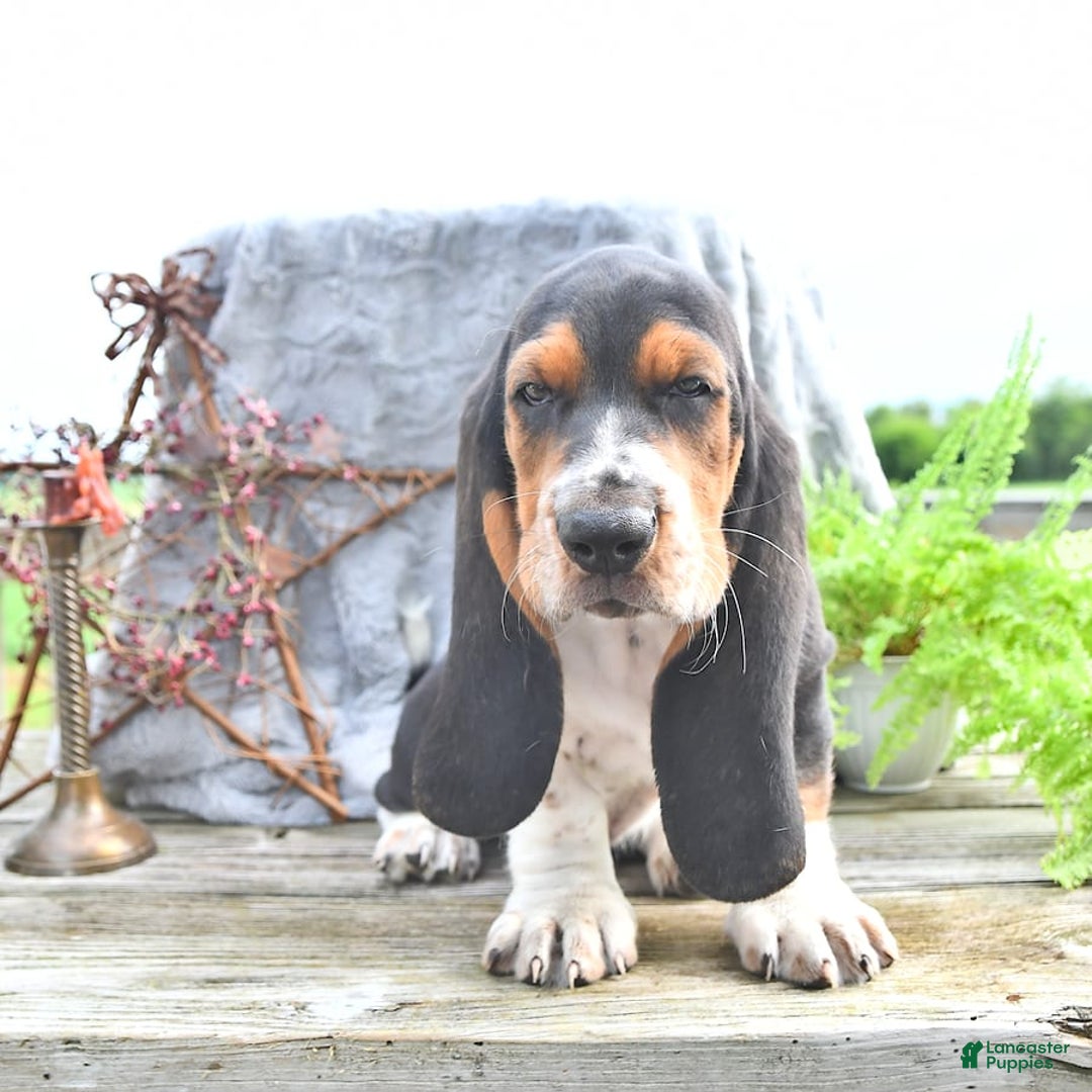 Basset Hound dogs for sale: Shannon - Image 10
