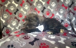 Miniature Schnauzer dogs for sale: Rover - Image 2
