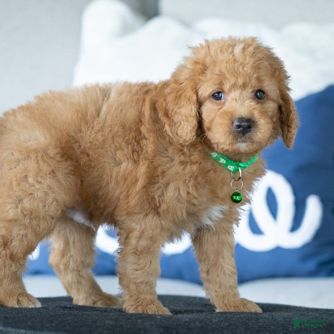 Mini Goldendoodle dogs for sale: Danton - Image 3
