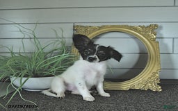 Papillon dogs for sale: Lilah - Image 15