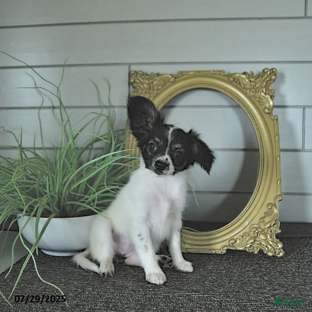 Papillon dogs for sale: Lilah - Image 15